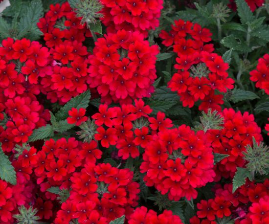 Verbena Red Hot