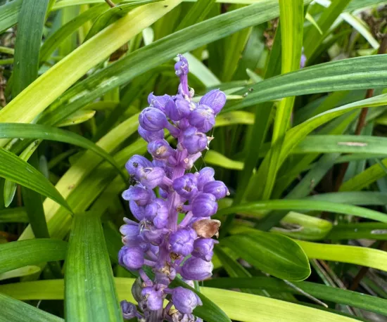 Blue Lilyturf
