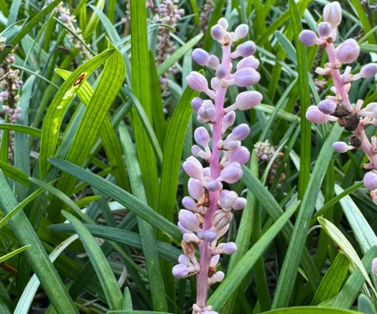 Liriope 'Samantha'