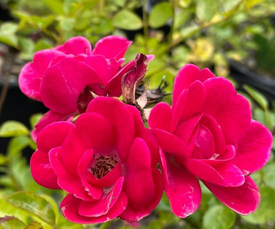 Rosa 'The Red Fairy'