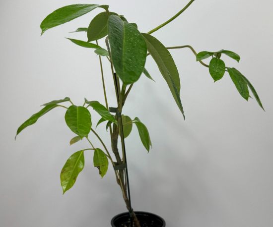 Australian Umbrella Tree