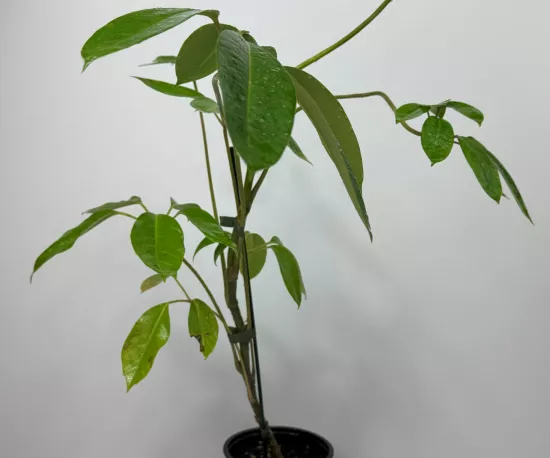 Australian Umbrella Tree
