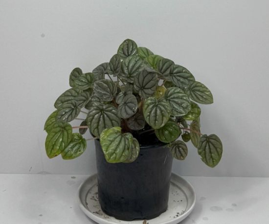 Emerald Ripple Peperomia