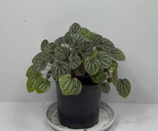Emerald Ripple Peperomia