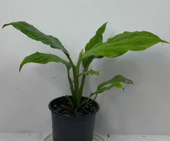 Peace Lily