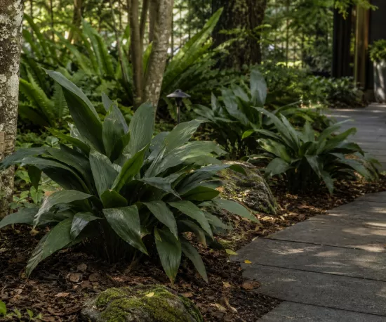 Cast Iron Plant