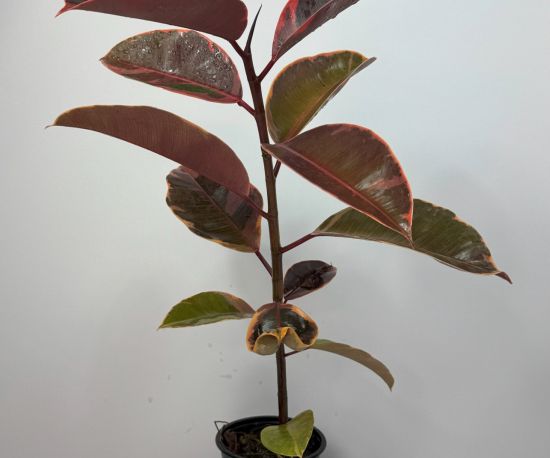 Variegated Rubber Tree