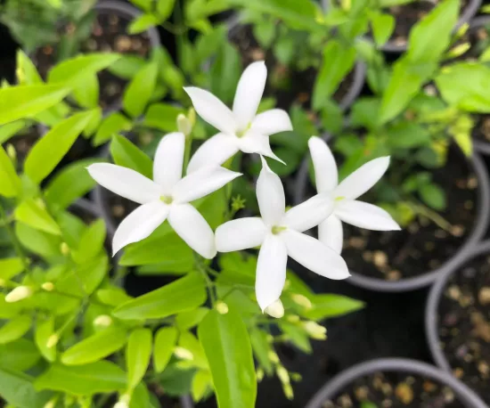 Lemon scented Jasmine