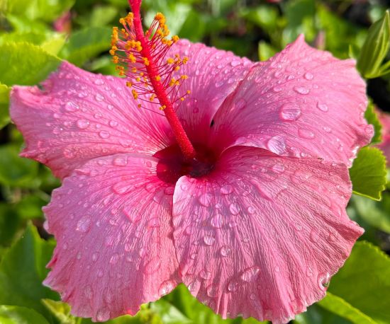 Hibiscus 'Fiji Pink'