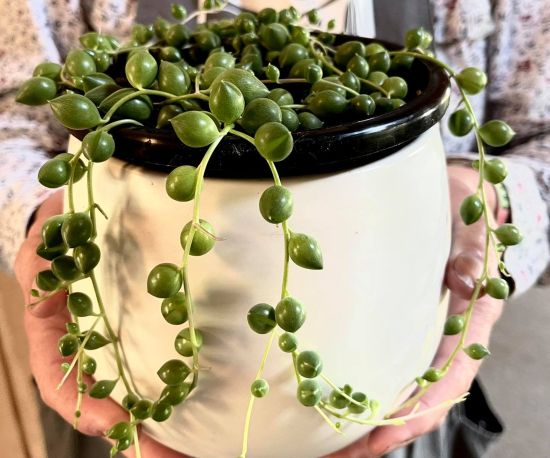 String of Pearls