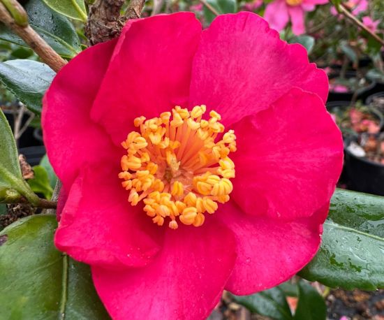 Camellia sasanqua 'Crimson King'