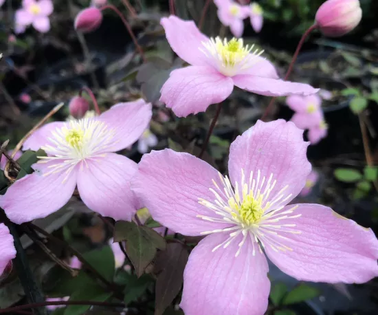 Clematis montana 'Tetrarose'