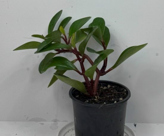 Peperomia Obtusifolia 