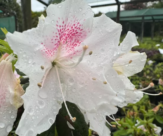 Azalea Eureka
