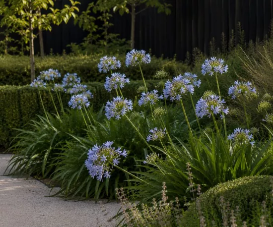 Agapanthus 'Streamline'
