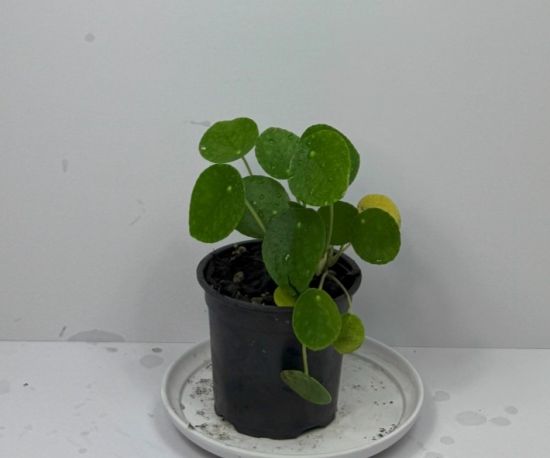 Chinese Money Plant