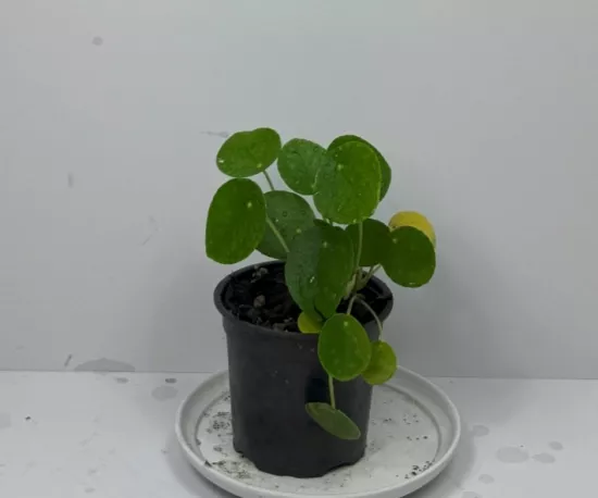 Chinese Money Plant