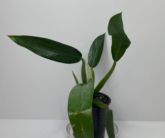 Fat Boy Philodendron