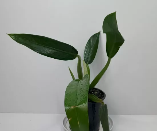 Fat Boy Philodendron