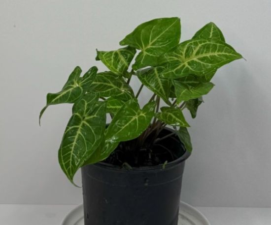 Syngonium Noak