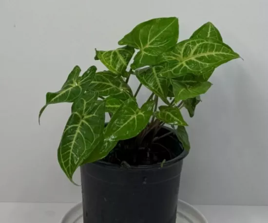 Syngonium Noak