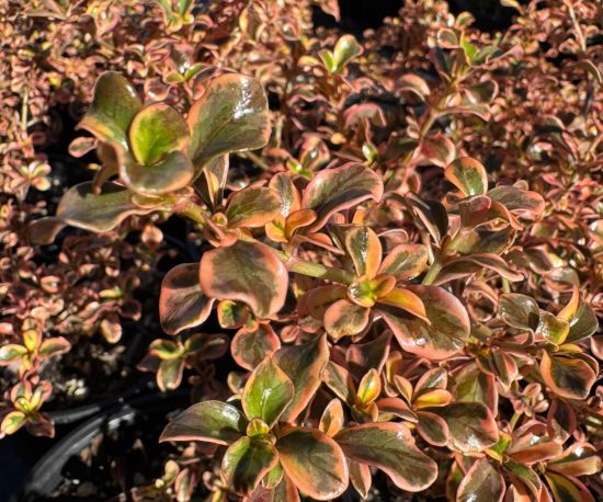 Coprosma Mexican Sunrise