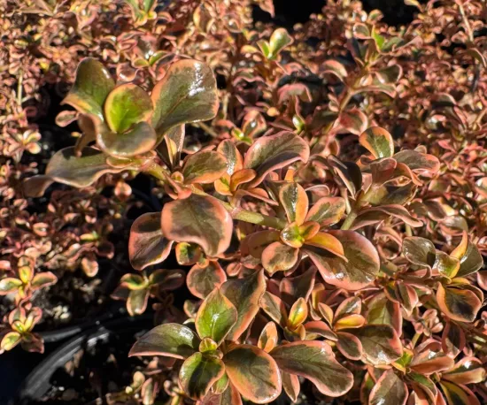 Coprosma Mexican Sunrise