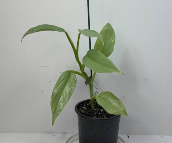 Silver Arrow Philodendron
