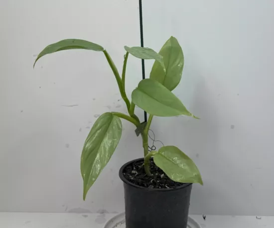 Silver Arrow Philodendron