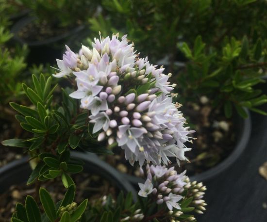 Hebe diosmifolia