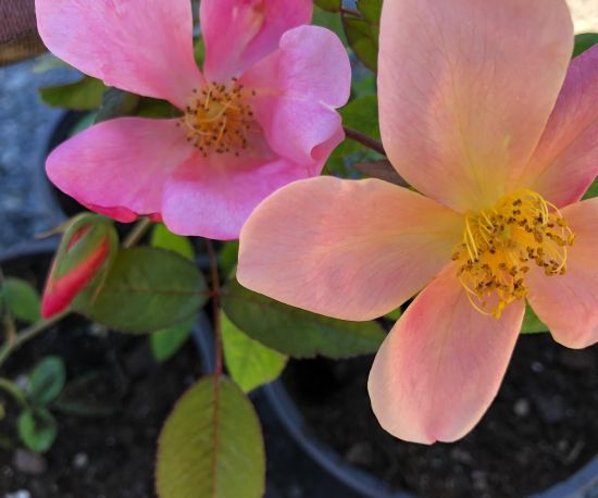 Mutabilis Rose
