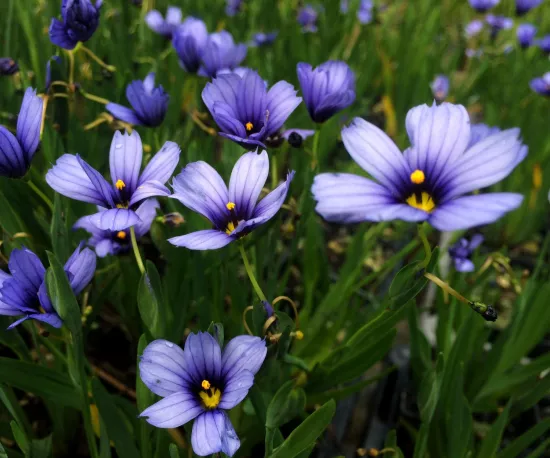 Blue Eyed Grass