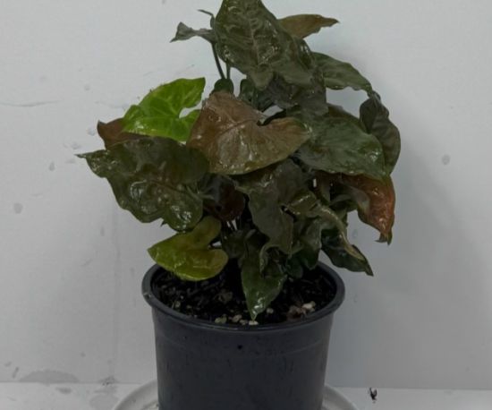 Syngonium Mahogany