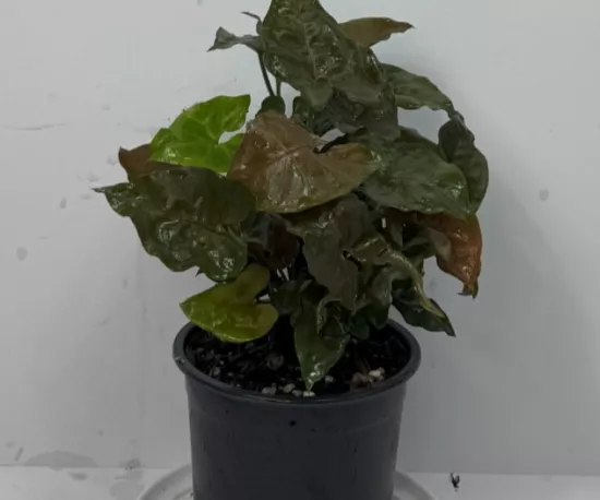 Syngonium Mahogany