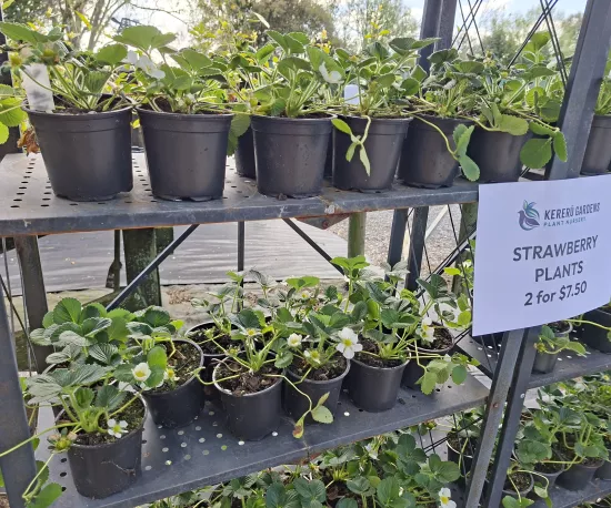 Strawberry Plants - Price for 2