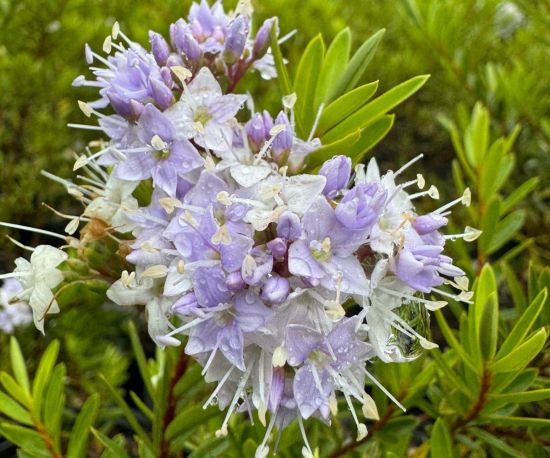 Hebe diosmifolia Blue