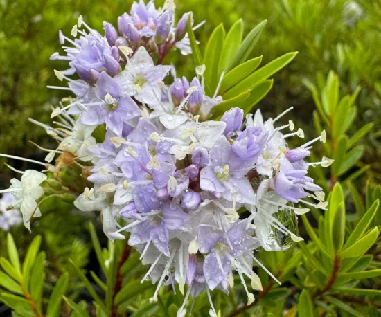 Hebe diosmifolia Blue