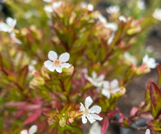 Cuphea hyssopifolia 'White Whisper'