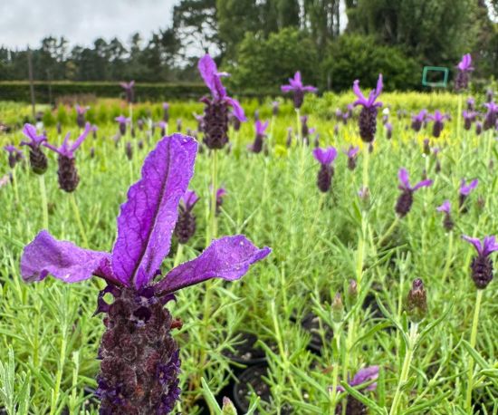 Lavandula stoechas 'Pedunculata Major'