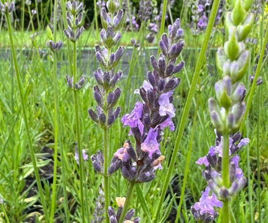 Lavandula angustifolia 'Arabian Nights'