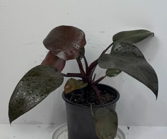 Imperial Red Philodendron 
