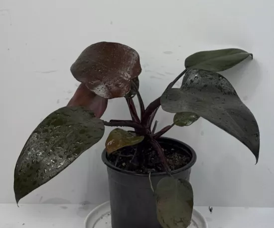 Imperial Red Philodendron 