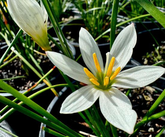 Renga Lily