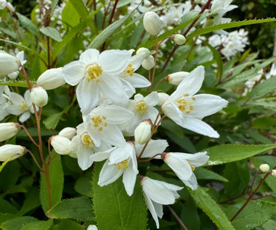 Slender Deutzia