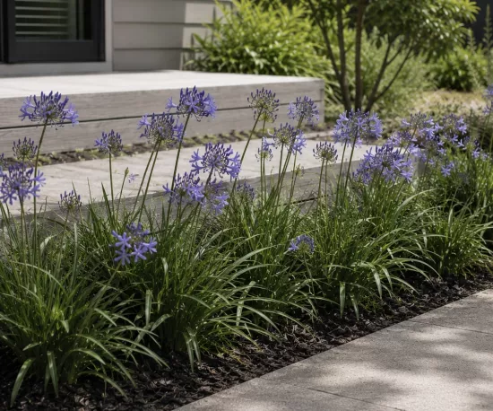 Agapanthus 'Blue Finn'