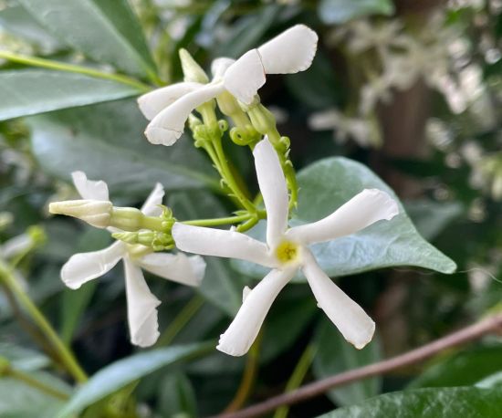 Chinese Star Jasmine