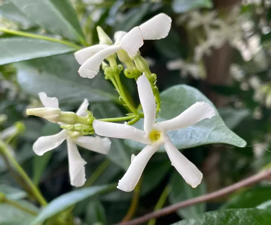 Chinese Star Jasmine