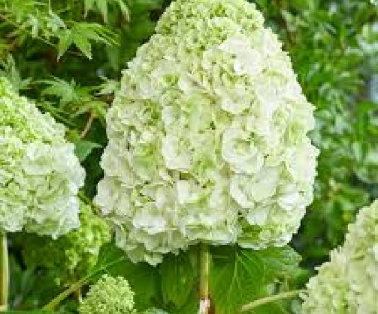Oakleaf Hydrangea