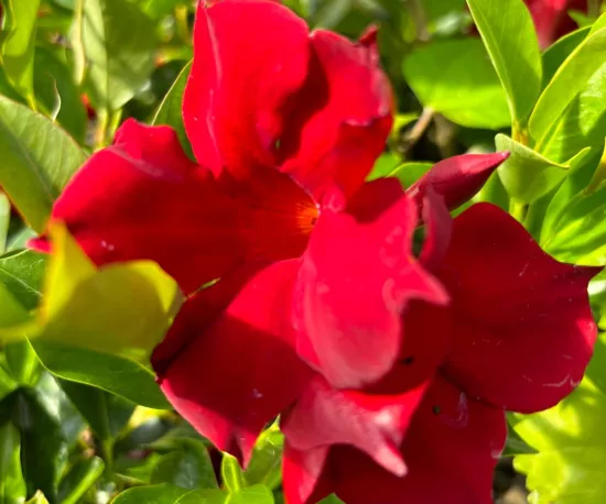 Mandevilla 'forever red'