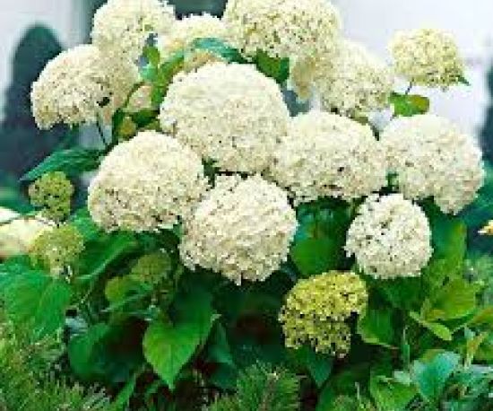 Hydrangea arborescens 'Annabelle'